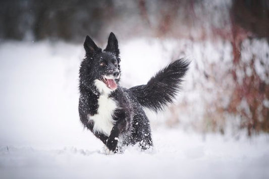 WINTER SAFETY TIPS FOR YOUR DOG